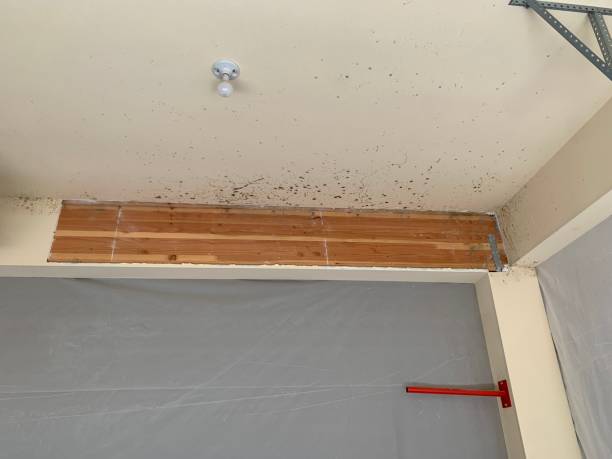 Mold Odor Removal Services